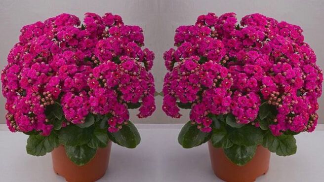 Kalanchoe zur Herstellung von Salben und Tinkturen gegen Krampfadern