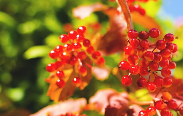 Viburnum-Beeren helfen bei der Heilung von Krampfadern